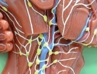 Λέμφωμα: Ο καρκίνος με τους 35 υποτύπους - Τα στάδια και τα συμπτώματα που πρέπει να προσέξετε (φωτο - βίντεο)